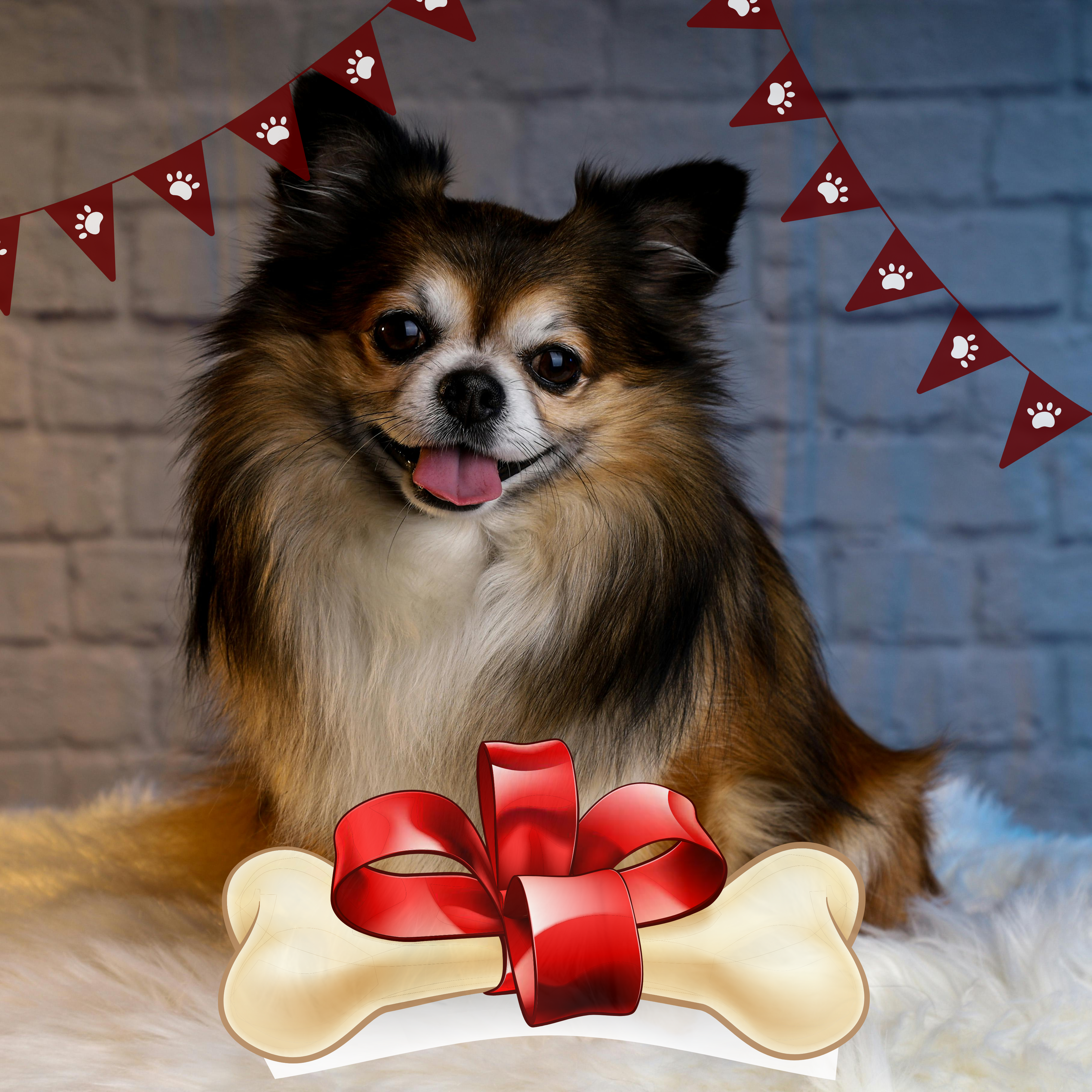 Dog Show